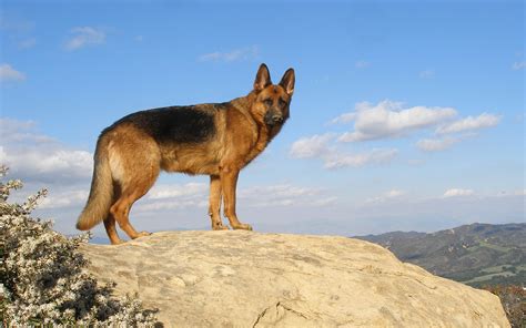 German Shepherd Awesome HD Wallpapers & Backgrounds - All HD Wallpapers