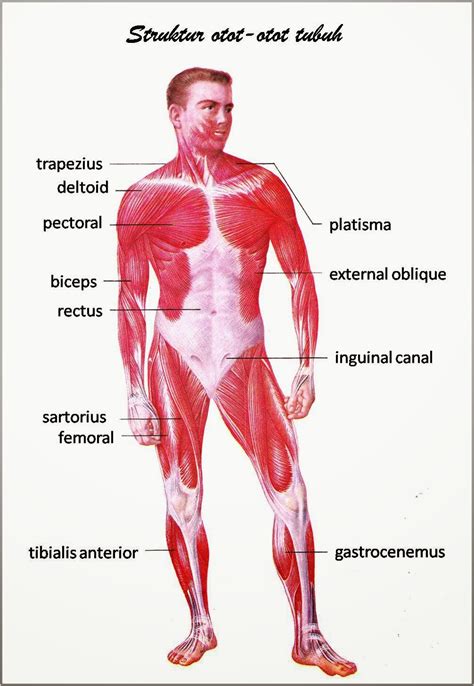 Mungkin kalian mengenalnya dari bumn atau badan usaha milik negara. GAMBAR ANATOMI-ORGAN TUBUH MANUSIA | freewaremini