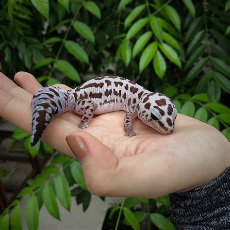 Their habitat is dry and arid, although they will spend most of their time in a dark, humid hiding place. Pin on African Fat Tail Gecko