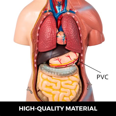 Learn about the different parts of the central nervous system and how they work together with the entire body. Anatomical Anatomy Model Human 45cm High Unisex Torso ...