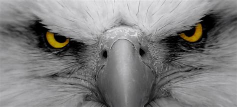 Close watch keeping an eagle eye on the prisoner. Eagle Eye - NorthmanTrader