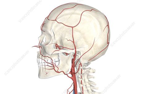 Make a midline incision through the fascia and muscle covering the lower half of the chin to the level of the mental protuberance. The arteries of the neck and head - Stock Image - C008/1896 - Science Photo Library