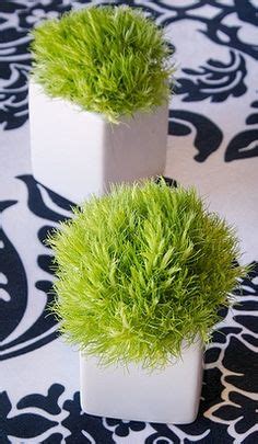 The hairy balls have appealing features and are also very affordable. Dianthus Green Ball on Pinterest | Green, Bouquets and May ...