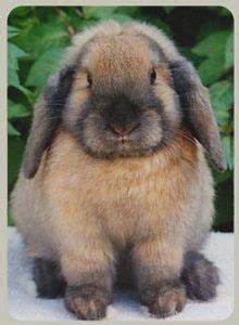 If you like what you see, be sure to inquire us today! 13 Mini Lop Rabbits near Bangor, ME | Pet rabbit, Mini lop ...