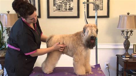 Wheaten terriers + join group. Grooming the Soft Coated Wheaten Terrier in a Show Trim ...