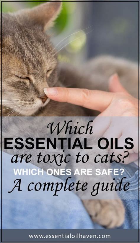 Which Essential Oils are Toxic to Cats? Which Ones Are ...