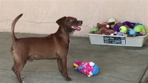 People for the ethical treatment of animals. *ADOPTED* Adopt LUCKY at Pet Adoption Fund in Canoga Park ...