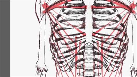 Aponeurosis of the abdominal external oblique muscle. Human Anatomy: How to draw muscles of the torso - (front ...