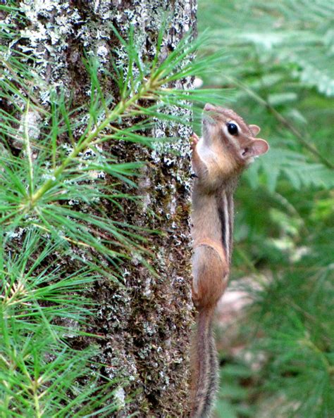 How to get rid of chipmunks in my garden. How to Get Rid of Chipmunks in my garden | HubPages