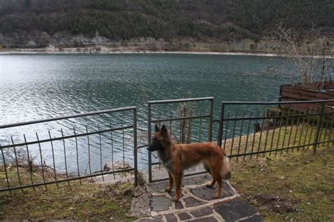 Die unterkunftssuche mit hund gestaltet sich manchmal etwas schwierig. Seezugang Villa Federica | Urlaub mit hund, Eingezäunter ...