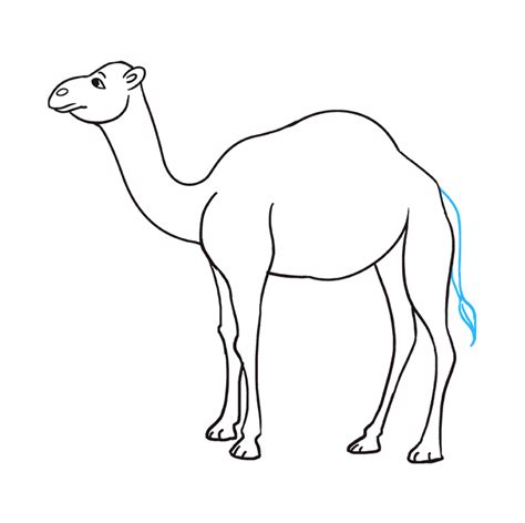 Here's one way to draw a camel, and his very unusual body. Pin on 20th