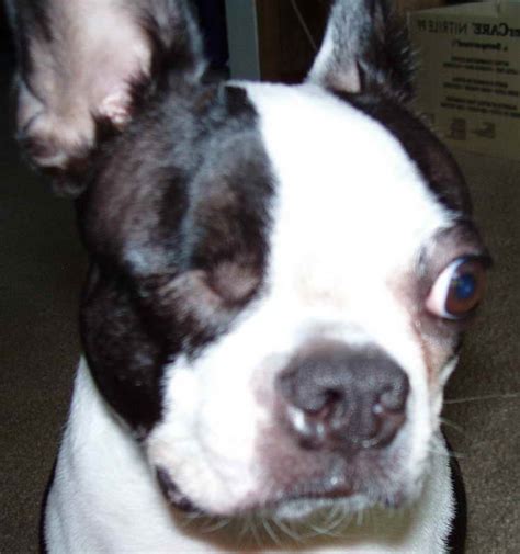 Breeder of purebred boston terrier puppies. Boston Terrier Breeders Wisconsin | PETSIDI