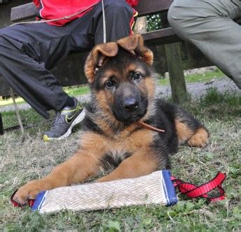 Like all puppies, german shepherds are born with their eyes and ears closed. German Shepherd Puppy Ear Stages | German Shepherd Dog HQ