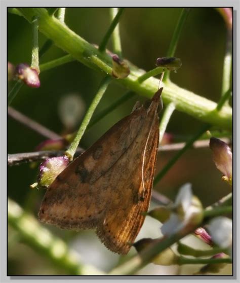 (3sf 2t 10g 20s) these numbers are intended to be consistent with the res checklist (agassiz, 2013) Udea ferrugalis , Natura Mediterraneo | Forum Naturalistico