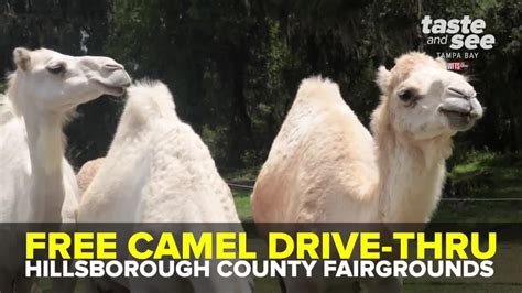 Camel milk cannot be made into butter by the traditional churning method. Celebrate hump day with free camel drive-thru at ...