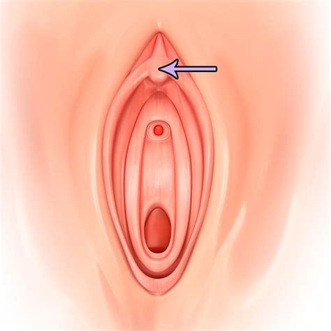 Erstellt am 14 april 2017; Vagina, klitoris und schamlippen - NVSH