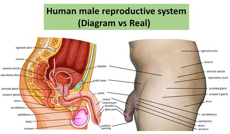 It includes a pair of testes along with accessory ducts, glands and the external genitalia. File:Human male Reproductive system Diagram vs real human ...