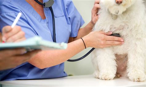 Loving care animal vet largo •. Wellness Exams - Loving Care Animal Hospital