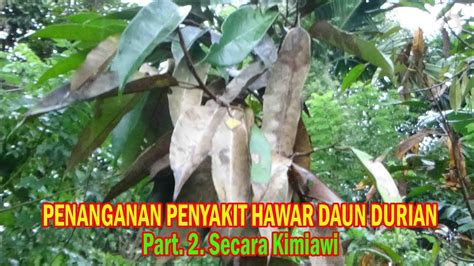 Pythium complectens, yg menyerang bagian tanaman seperti daun, akar & percabangan. Pengendalian Penyakit Hawar Daun Pada Tanaman DURIAN ...