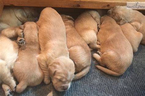 The most recent published articles. Carolina Pup: Golden Retriever puppy for sale near Columbia, South Carolina. | 2e68145a-24b1