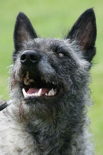 The dutch shepherd was bred in the 19th century in the netherlands and was used by shepherds and farmers who needed a versatile dog. Close Up - Aloha Kakou Lani Lotje the gray wire-haired ...