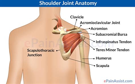 Strain or injury to the muscles and ligaments that support your spine is sometimes the problem. Shoulder Joint Anatomy|Skeletal System|Cartilages ...