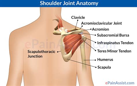 Bones of the shoulder and arm. Shoulder pain