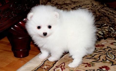 Micro teacup pomeranian puppies available. Pomeranian Puppies For Sale | Charlotte, NC #266525