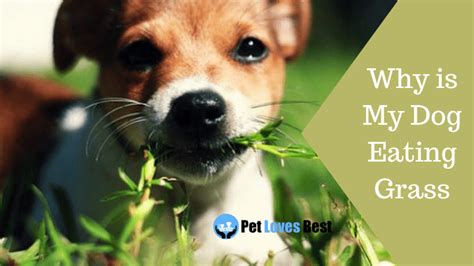 Iams.com has been visited by 10k+ users in the past month Why is My Dog Eating Grass? Is It Safe? - Causes & Prevention - Pet Loves Best