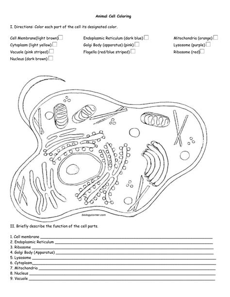 Check spelling or type a new query. Biologycorner.com Animal Cell Coloring Key / Cell The ...