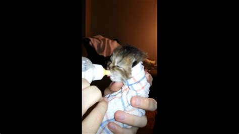 Follow along at @kittenxlady or facebook.com/kittenxlady. Persian kitten bottle feeding - YouTube