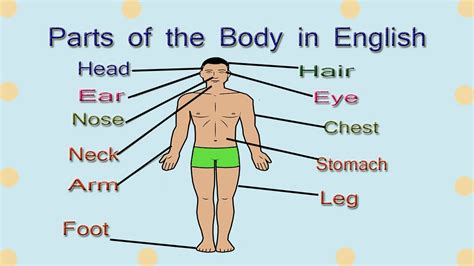 Body fat distribution tends to be around both the upper body and lower body. External Parts of the Body in English | Body Parts Name ...