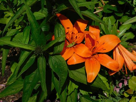 It is often most active at dawn and dusk, but fortunate observers sometimes spot one hunting fish and frogs in bright daylight. Tiger Lily / The deer left two blooms for me this year. s ...
