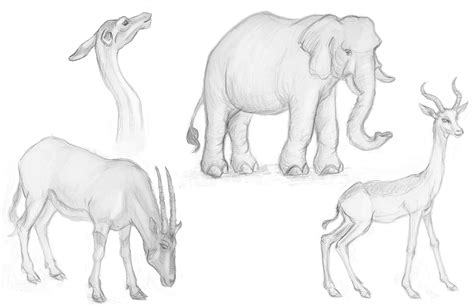You just need to place them and the feet on the ground, and the rest can be i hope i convinced you that drawing a pose is the most important thing you can do to create a realistic animal and all your drawn creatures will be. Animal Drawings