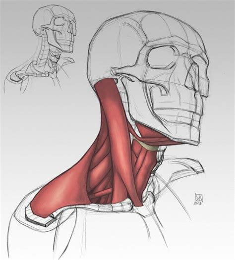 See more ideas about anatomy reference, anatomy, anatomy for artists. Анатомия шея мышцы шеи | Эскиз черепа, Рисование головы ...