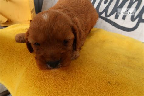 Cavapoo puppies for sale in michigan, usa, page 1 (10 per page) puppyfinder.com is your source for finding an ideal cavapoo puppy for sale in michigan, usa area. Damian: Cavapoo puppy for sale near Kalamazoo, Michigan. | f64b27cb-2391