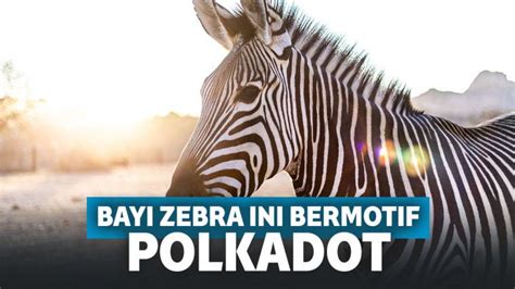 Nama ini diberikan oleh kepala desa cibarani karena bayi lelaki ini lahir mendadak di perjalanan. Lucu! Bayi Zebra Ini Lahir dengan Motif Polkadot