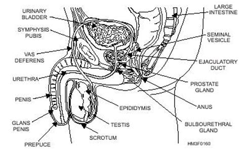 The male gonads are the testes; The male reproductive system