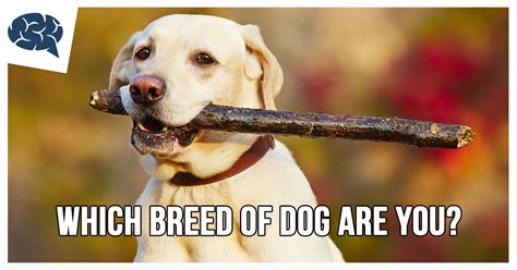 Often called a frenchie, what is my real breed name? I am a Labrador Retriever. Which Breed of Dog Are You ...