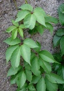 Department of agriculture plant hardiness zones 3 through 9. Did You Know? Poison Ivy vs Virginia Creeper | Virginia ...