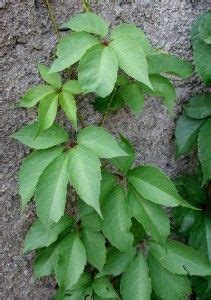 Dreamstime is the world`s largest stock photography community. Did You Know? Poison Ivy vs Virginia Creeper | Virginia ...