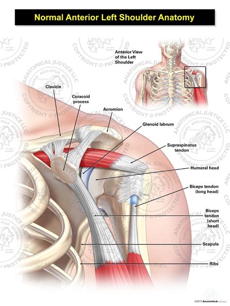 The tendons and the muscles come next. Normal Anterior Left Shoulder Anatomy Illustration ...