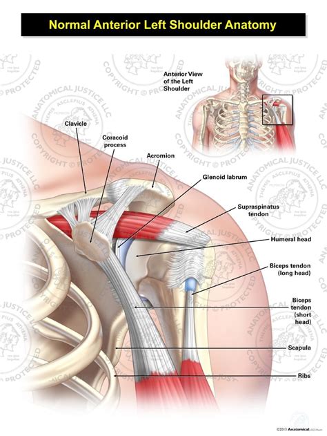 Know the anatomy of the shoulder involving its skeletal system, cartilages, ligaments, muscles, tendons. Normal Anterior Left Shoulder Anatomy Illustration ...