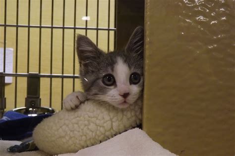 Learn about pet adoption options before adopting a pet. Petsmart Kittens For Adoption - The W Guide