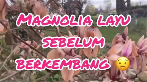 Musim panas di korea terjadi pada bulan juni hingga bulan agustus. Magnolia di negara empat musim | Layu sebelum berkembang ...