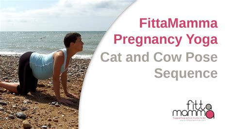 Both the cat and cow poses stretch the lower spine, hips, back and core muscles. FittaMamma Pregnancy Yoga: Cat and Cow Pose Sequence - YouTube