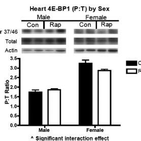 Muscles are responsible for our ability to do everything from getting out of bed in the morning to walking the dog and carrying the groceries however, few people aside from medical professionals and physical fitness enthusiasts are familiar with which muscles are the largest and strongest ones in. Western blotting of mTORC1 substrate 4E-BP1. Skeletal muscle 4E-BP1... | Download Scientific Diagram