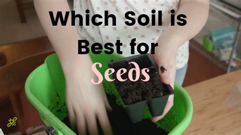 What is the best seed starting medium? Seed Starting Soil vs Potting Soil - YouTube