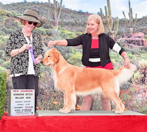 We are a small family based breeder located in tucson, arizona in beautiful tanque verde valley. Loralei Golden Retrievers, Golden Retrievers, Parrish, Florida