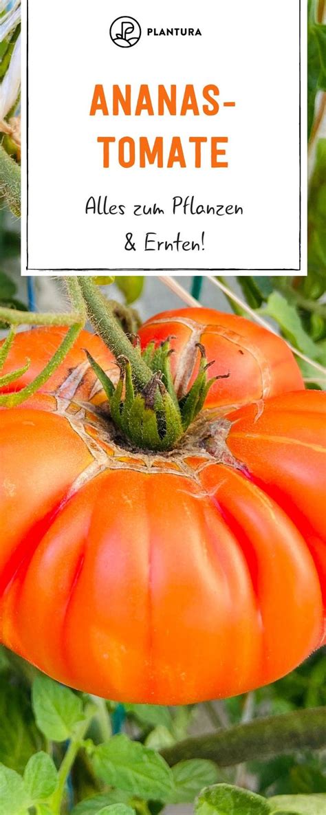 Grundsätzlich könnte eine tomatenpflanze auch zwei oder. Wann erntet man die Ananastomate? | Tomaten, Gemüse ...